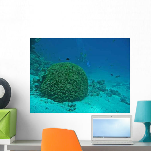 Brain Coral Red Sea Wall Decal