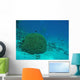 Brain Coral Red Sea Wall Decal