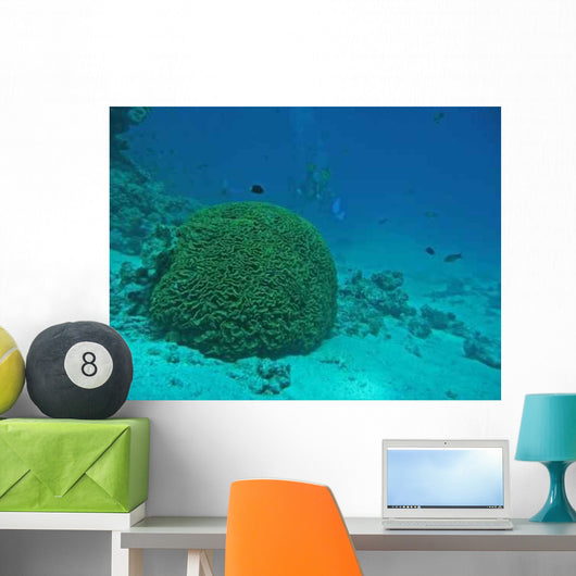 Brain Coral Red Sea Wall Decal