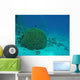 Brain Coral Red Sea Wall Decal