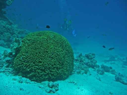 Brain Coral Red Sea Wall Decal