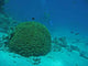 Brain Coral Red Sea Wall Decal