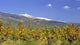 Vineyards Foot Mont Ventoux Wall Decal
