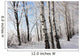 Birch Winter Alley Wall Decal