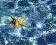 Starfish Floating Water Wall Decal
