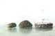 Wet Zen Stones with Wall Decal