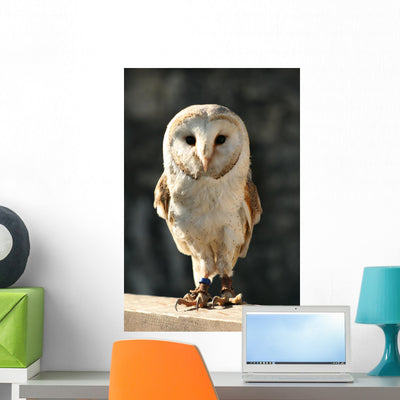Owl Wall Decal Design 2 shown on a wall