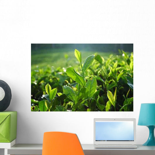 Tea Plantation Wall Decal