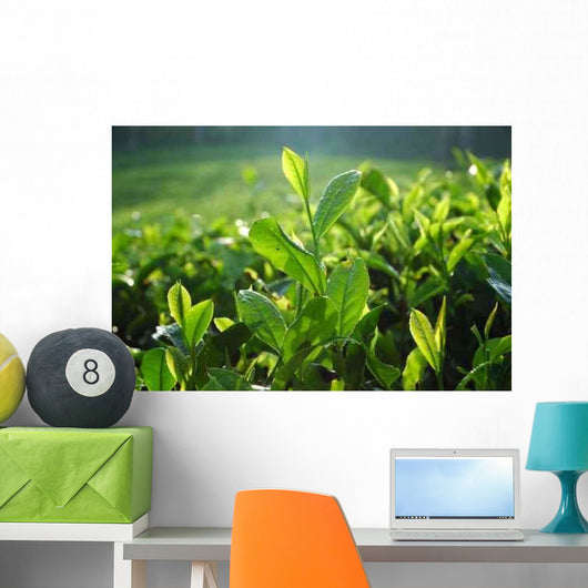 Tea Plantation Wall Decal