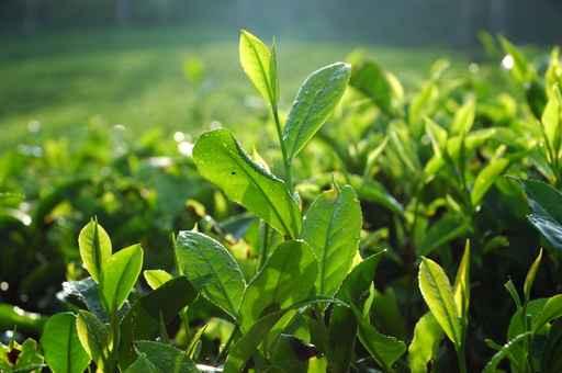 Tea Plantation Wall Decal
