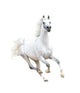 White Arabian Horse White Wall Decal