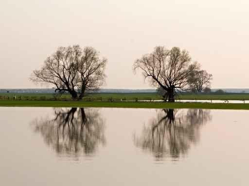 Tree N 2 Wall Decal