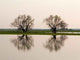Tree N 2 Wall Decal