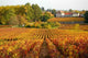 Vineyard Autumn Wall Decal