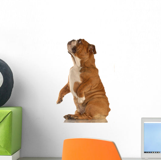 Red Brindle English Bulldog Wall Decal