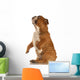 Red Brindle English Bulldog Wall Decal