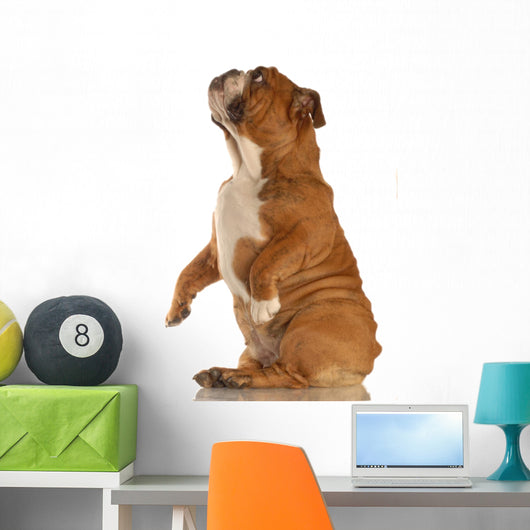 Red Brindle English Bulldog Wall Decal