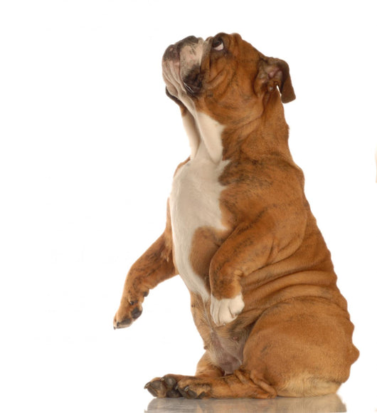 Red Brindle English Bulldog Wall Decal
