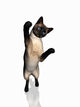 Siamese Cat Jumping Wall Decal