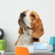 Portrait Young Beagle Dog Wall Decal