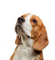 Portrait Young Beagle Dog Wall Decal