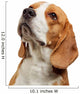 Portrait Young Beagle Dog Wall Decal