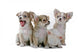 Chihuahua Puppies Wall Decal