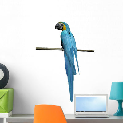 Macaw Parrot over White Wall Decal Design 1 shown on a wall