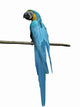 Macaw Parrot over White Wall Decal Design 1