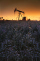 Pumpjack In A Field, Alberta, Canada Wall Mural