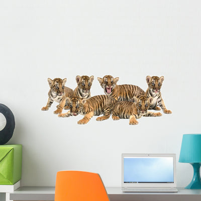 Six Bengal Tigers Wall Decal shown on a wall