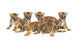 Six Bengal Tigers Wall Decal