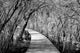 Wooden Path Jiuzhaigou China Wall Decal