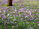 Spring Comes Wall Decal
