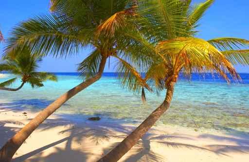 Excellent Beach with Palm Wall Decal