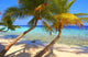 Excellent Beach with Palm Wall Decal