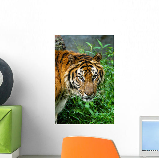 Wild Animal Wall Decal