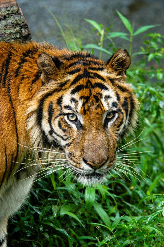 Wild Animal Wall Decal