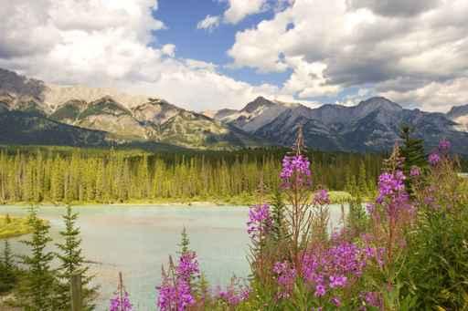Bow River Wall Decal