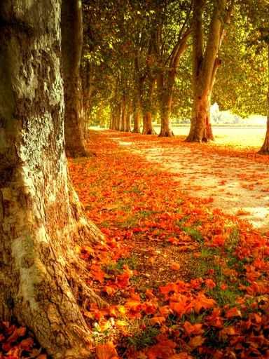 Autumn Scene Wall Decal