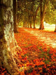 Autumn Scene Wall Decal