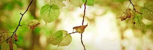 Tree Series Green Leaves Wall Decal
