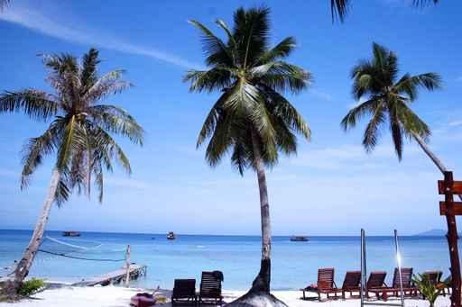 Coconut Trees Wall Decal