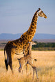 Female Giraffe with Baby Wall Decal