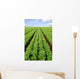 Cultivated Field Carrots Wall Decal