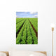 Cultivated Field Carrots Wall Decal