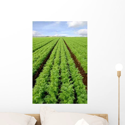 Cultivated Field Carrots Wall Decal