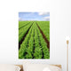 Cultivated Field Carrots Wall Decal