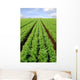 Cultivated Field Carrots Wall Decal