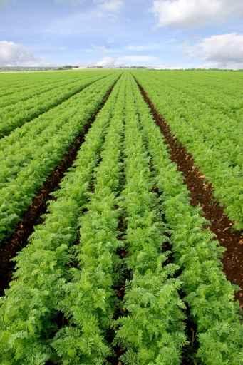 Cultivated Field Carrots Wall Decal